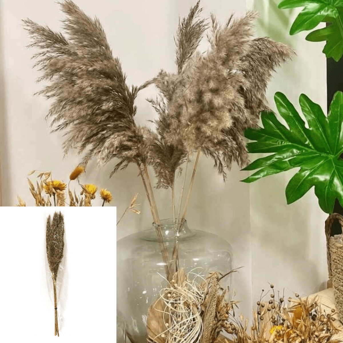 Set de 5 Pampas naturelles Brunes Capanes H90cm – Image 2